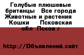 Голубые плюшевые британцы - Все города Животные и растения » Кошки   . Псковская обл.,Псков г.